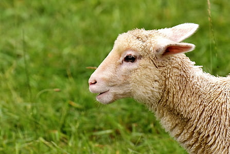 Cordero, lindo, animal, Prado, animal joven, oveja