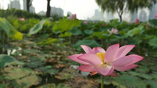ziedi, puķe, Lotus, nelumbo nucifera, svēts lotus