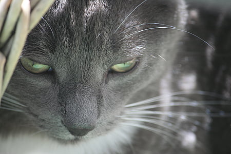 gato, gris, cara de gato, ojos, cerrar, gato doméstico, un animal