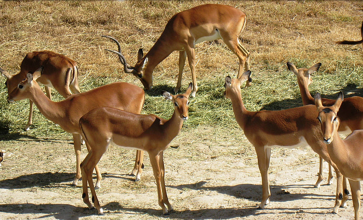 Antílope, Impala, cuernos, mamíferos