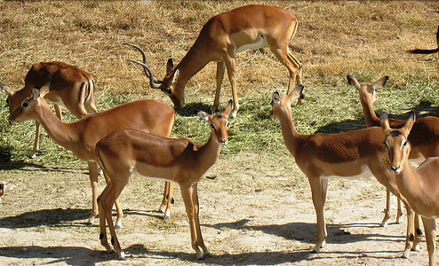 antílope, Impala, chifres, mamíferos