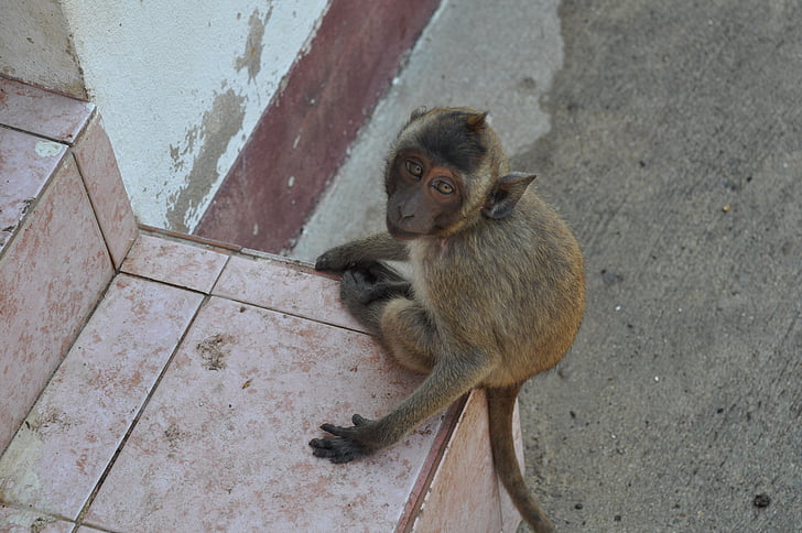 pērtiķis, Taizeme, dzīvnieku
