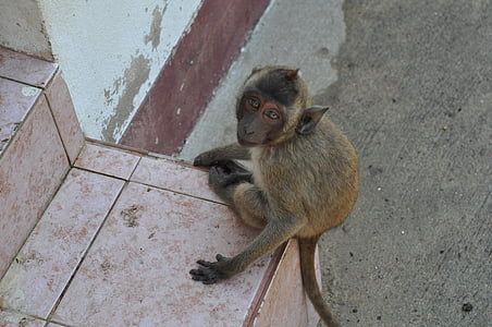 beždžionė, Tailandas, gyvūnų