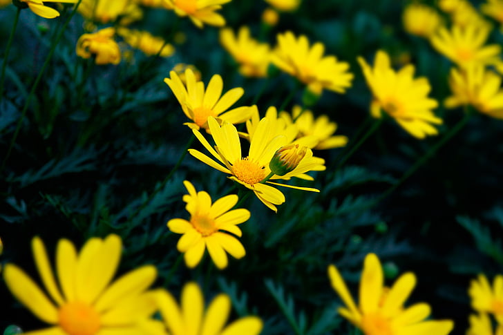 flower, chrysanthemum, background
