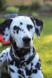 Dalmatiens, chien, animal, tête, portrait animaux, chien de race, noir et blanc