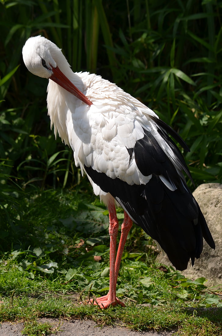 Stork, fuglen, hvit stork, fjær, svart hvitt, dyr, dyreliv