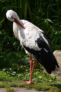 stork, bird, white stork, feather, black white, animal, wildlife