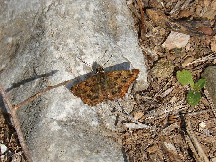 vlinder, steen, detail, macro, nachtvlinder, zomer, Park