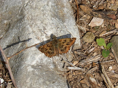 butterfly, stone, detail, macro, moth, summer, park
