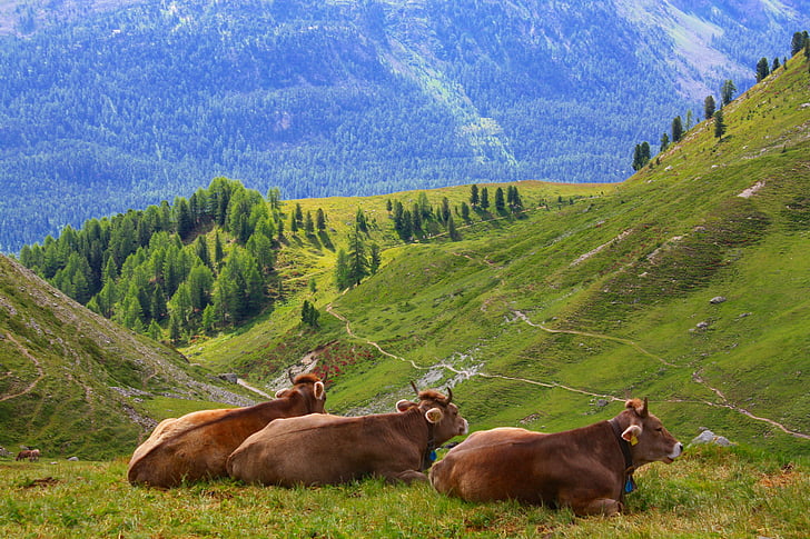 cow, swiss, alps, switzerland, nature, mountain, meadow