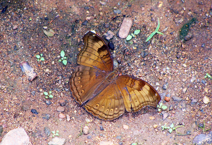 fluture, Baronul comune, dandeli, Baronul, Karnataka, India