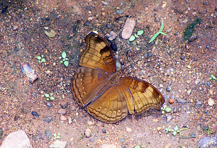 sommerfugl, vanlige baron, dandeli, Baron, Karnataka, India