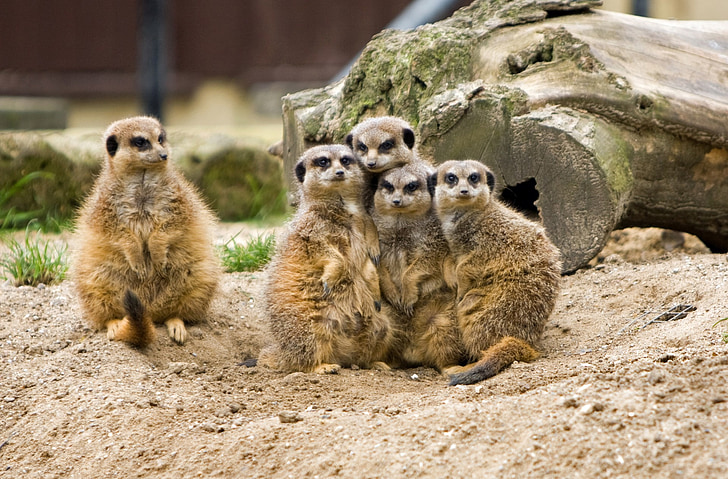 Meerkat, meerkats, živali, živali, divje, prosto živeče živali, družina