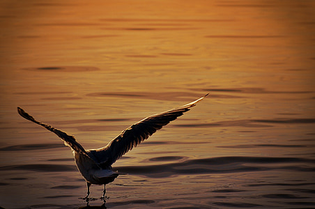 seagull, water, lake constance, animal world, lake, bird, feather