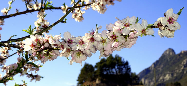 almond bunga, musim semi, berbunga, almond cabang mekar, Februari, pohon almond, bunga putih