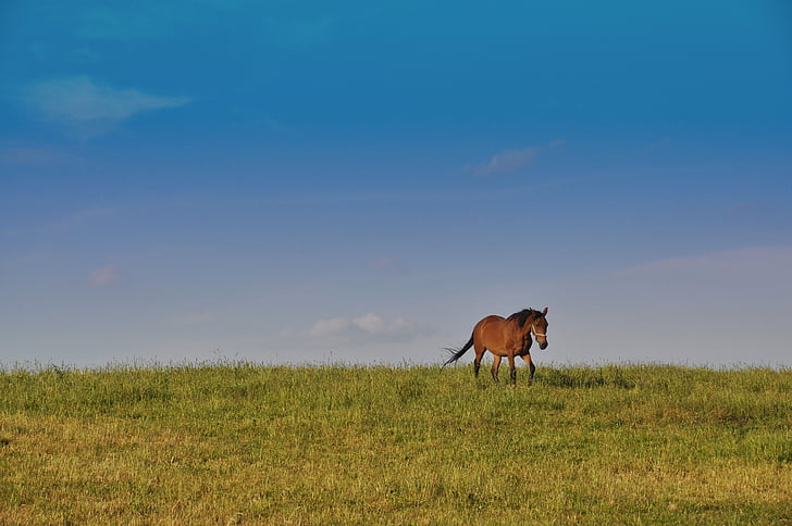 the horse, dom, nature, meadow, horse, animal, grass