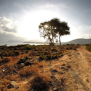 Creta, Grécia, árvore, sol, quente, pedras, mar