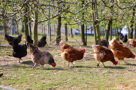 outdoor, chickens, spout, food empire, healthy, bird, chicken - Bird
