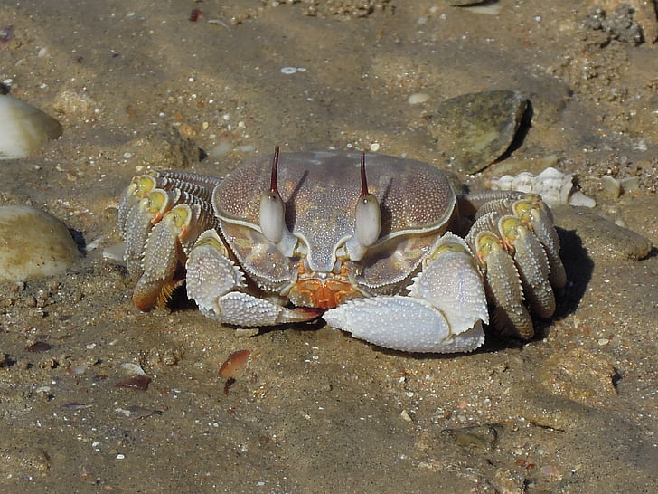 plajă, nisip, crab