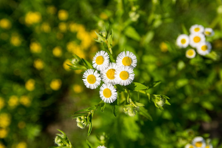 Daisy, kvet, biely kvet, chryzantéma