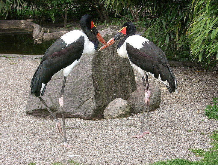 Stork, Stork typ, sadeln stork, fågel, storkar, fåglar, Ephippiorhynchus senegalensis