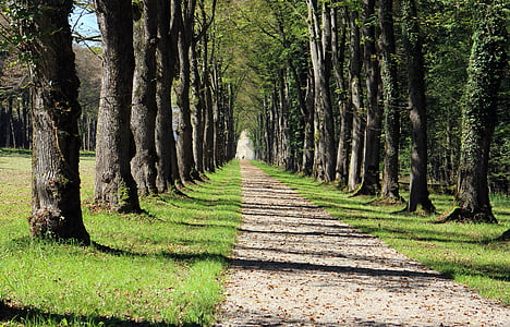 trees, avenue, away, nature, forest, tree lined avenue, oak