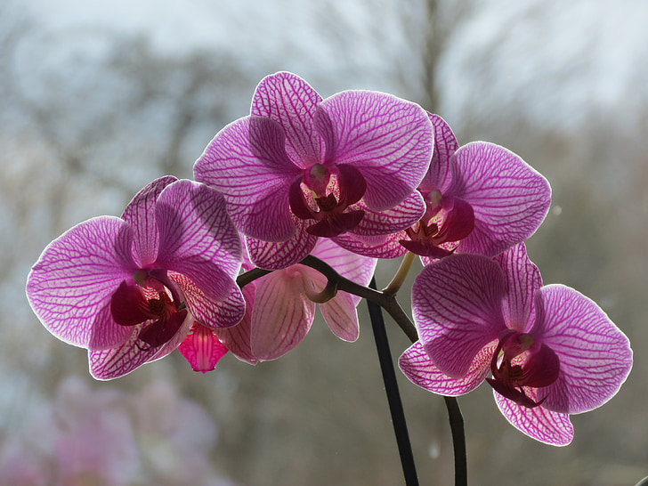 orchideae, biljke, cvijet, cvatu