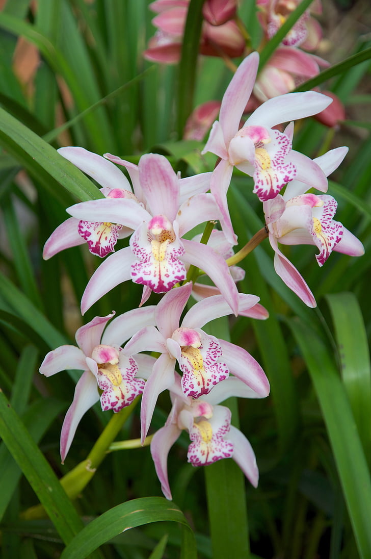 orquídea, Tailândia, flores, tropical, planta