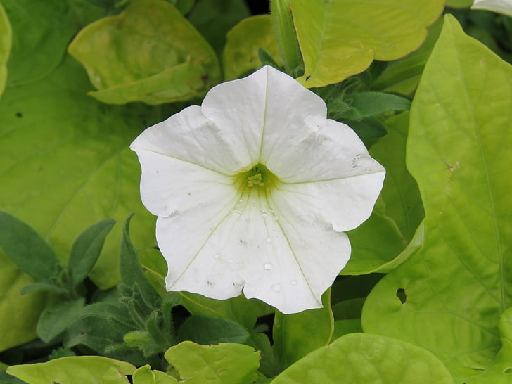 Petunia, Blanco, flor, planta, jardín