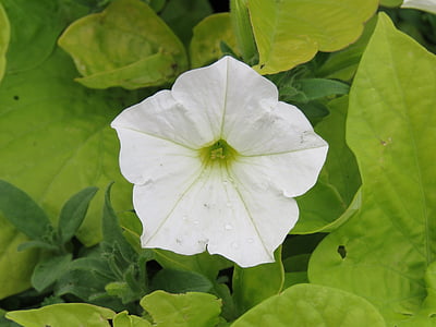 Petunia, weiß, Blume, Anlage, Garten