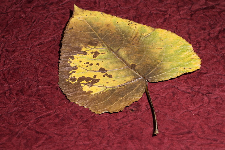 leaf, dry leaf, poplar, poplar leaf