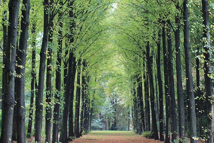 Avenue, hösten, landskap, Zooma, symmetri, trädkantade avenyn, träd