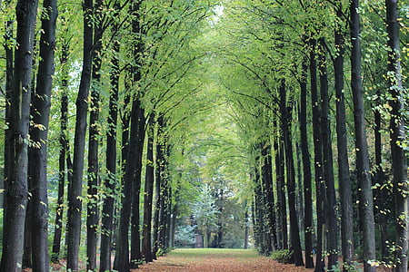 Avenue, automne, paysage, Zoom, symétrie, avenue bordée d’arbres, arbres