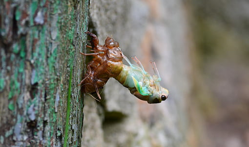 molting, cicada, in, insect, bug, nature, shell