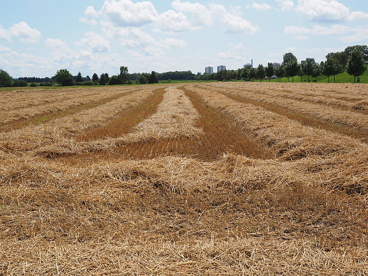 campo, campo de trigo, campo de milho, colhidas, colheita, restolho, palha