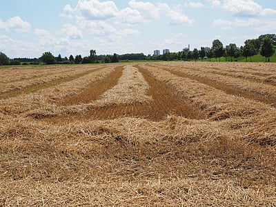 lĩnh vực, lĩnh vực lúa mì, cornfield, thu hoạch, thu hoạch, stubble, rơm