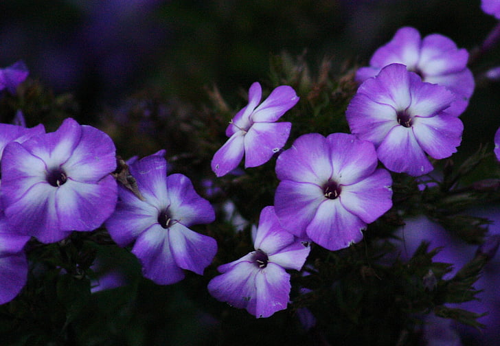 ungu, bunga, bunga, mekar, warna-warni, musim panas, kelopak