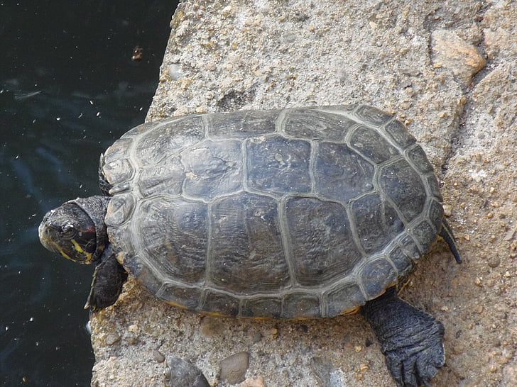 Tortuga, animals, amfibis