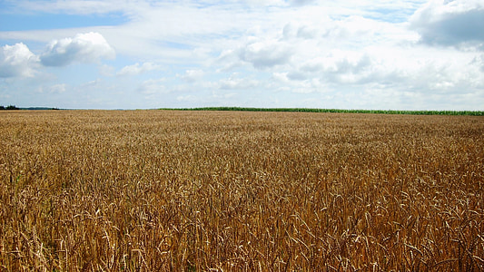 gandum, negara, hijau, gandum butir, padang rumput, Belgia, Ardennes
