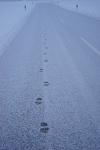 sledi, sneg, cesti, stran, entlange pot, odtise, ponatis