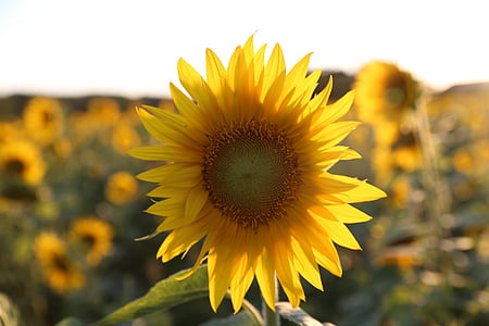 Sonnenblume, Provence, Licht