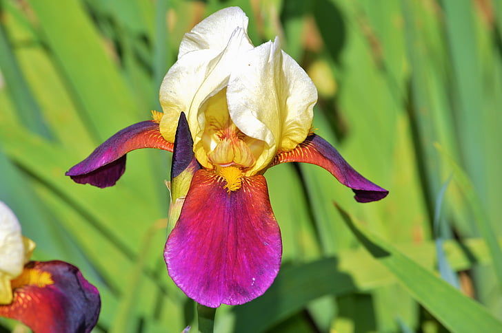 Iris, cvijet, ljiljan, cvijet, cvatu, iridaceae, biljka