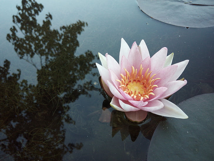 Vodní lilie, podzim, rybník, odraz na vodě, Příroda