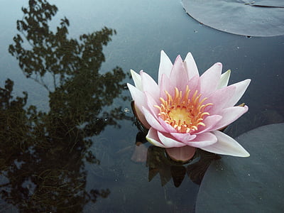 water lily, mùa thu, Ao, sự phản ánh nước, Thiên nhiên
