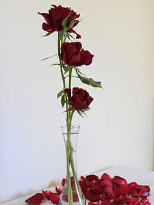 Rosa, natur, blomst