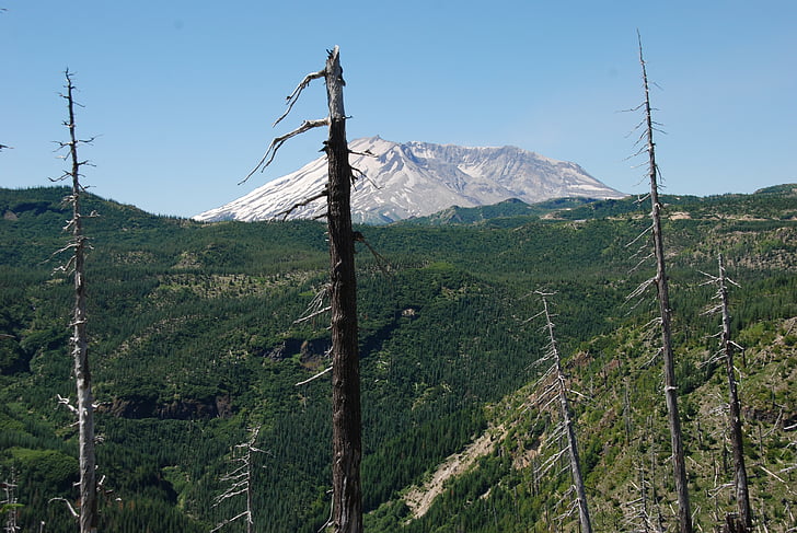 Amerika, delstaten Washington, Mount saint helens, vulkan, utbrott, träd, död