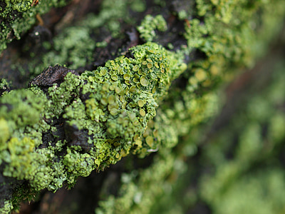 svamp, Moss, grøn, skov, makro, økologisk