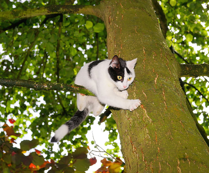katten, treet, klatre, ung katt, kjæledyr, natur, katten i treet