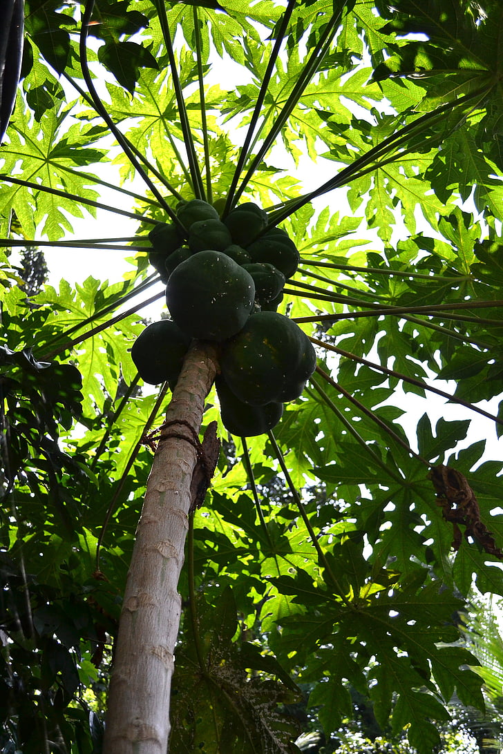 árbol de papaya, papayas, frutas, papaya, luz del sol, árbol frutal de papaya, naturaleza