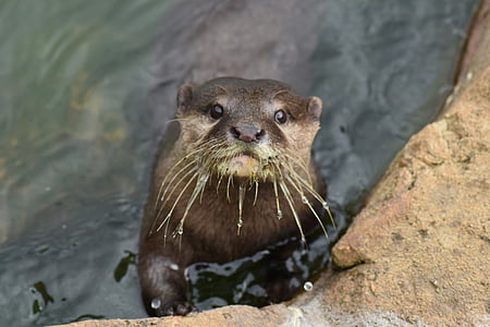 otter, animal, water, wildlife, river, wet, nature